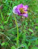 Pulsatilla violacea