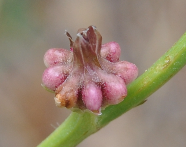 Изображение особи Zacintha verrucosa.