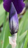 genus Iris