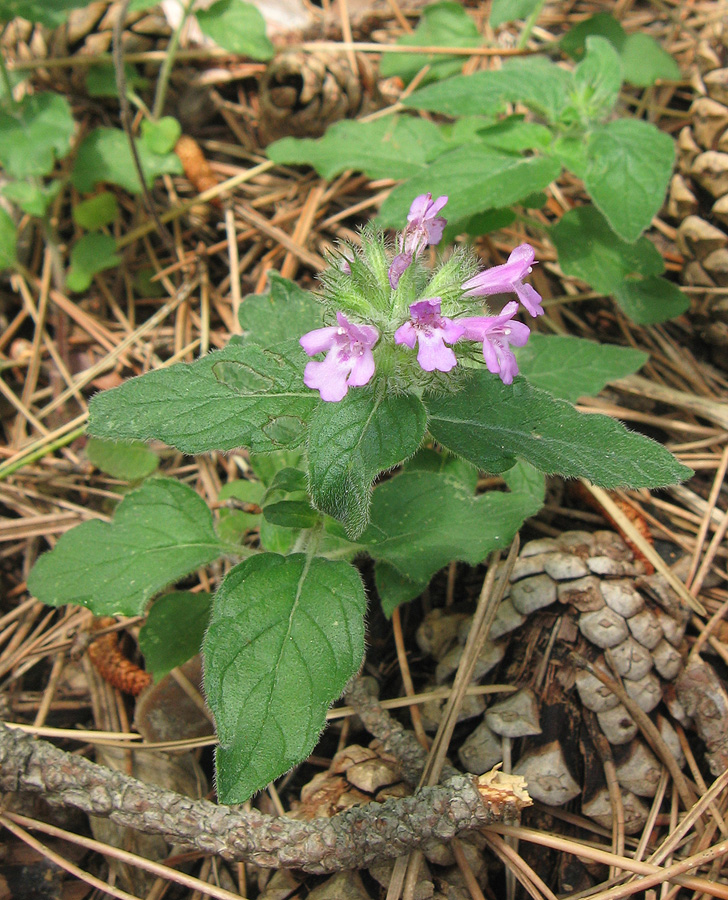 Image of Clinopodium vulgare specimen.