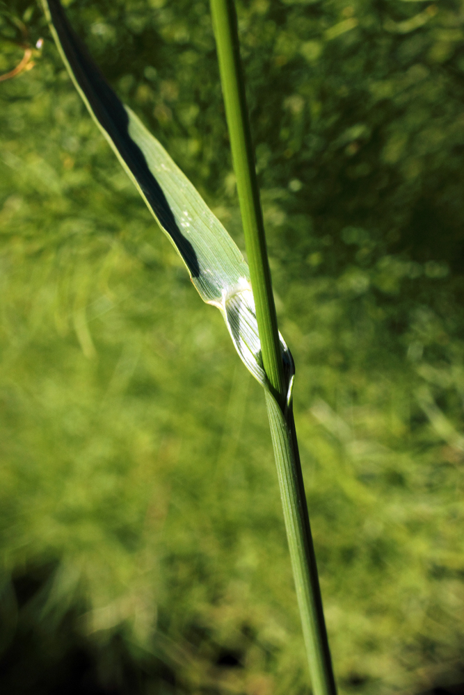 Image of Bromopsis inermis specimen.