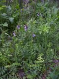 Vicia sepium