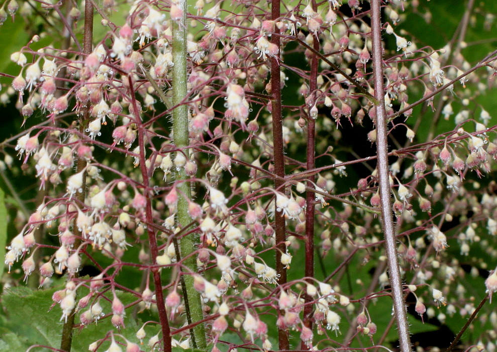 Изображение особи род Heuchera.