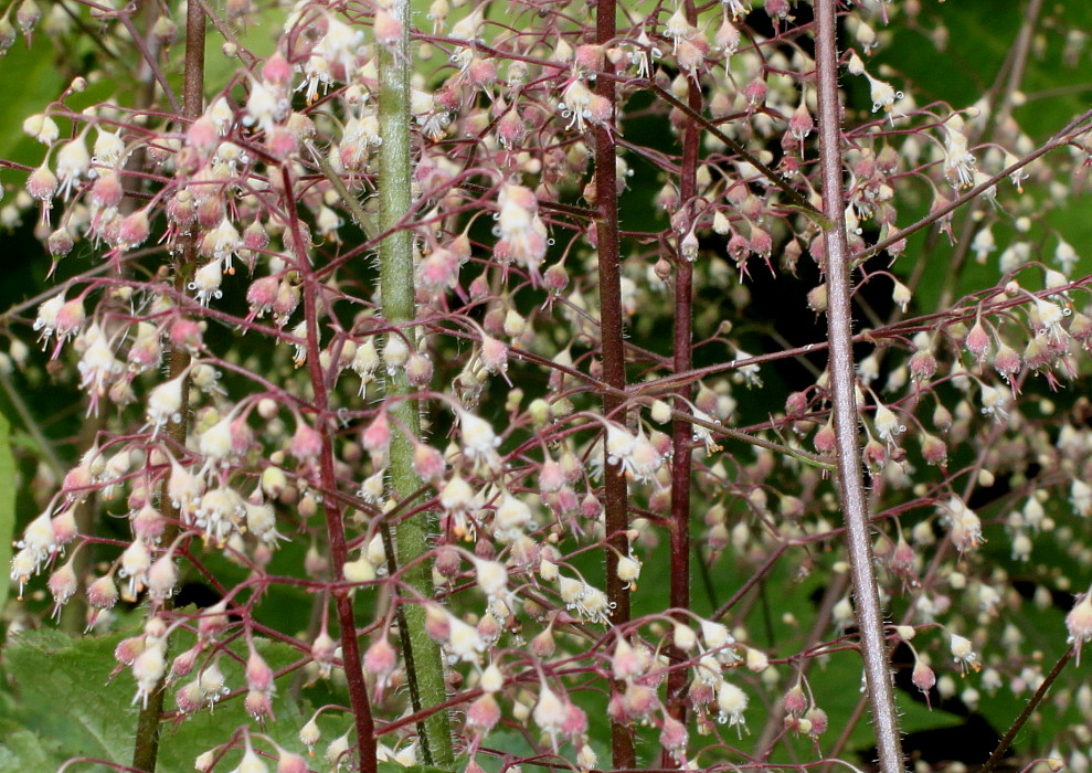 Изображение особи род Heuchera.