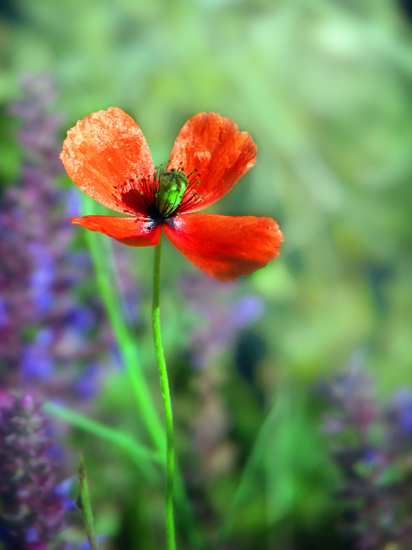 Изображение особи Papaver dubium.