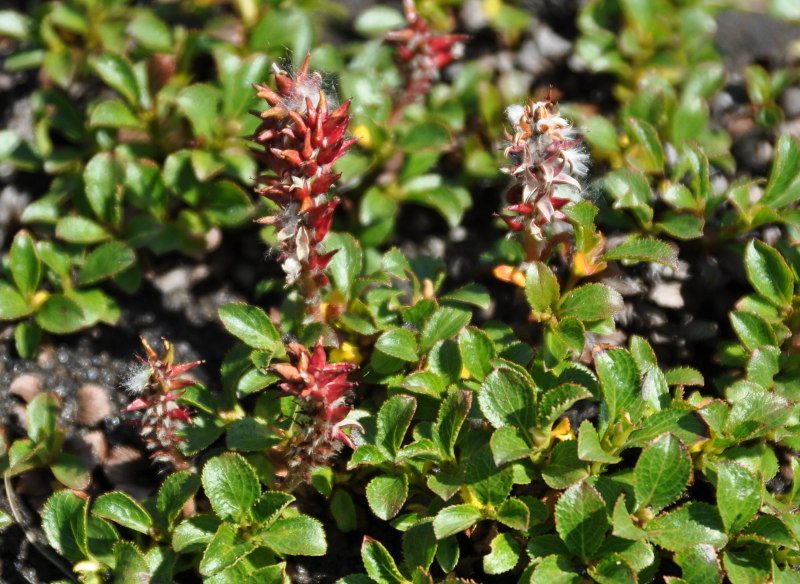 Image of Salix kamtschatica specimen.