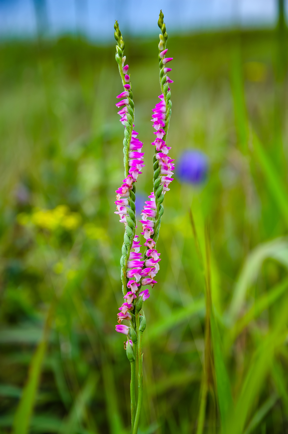 Image of Spiranthes australis specimen.