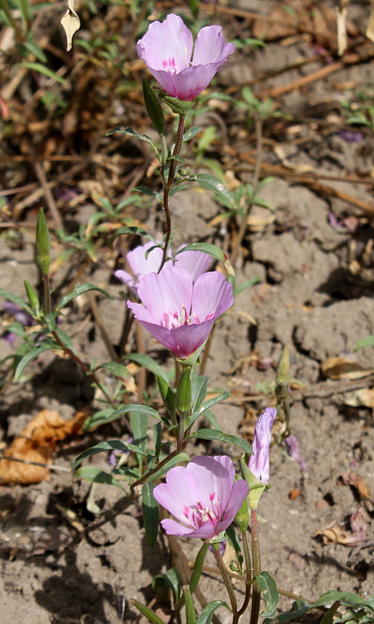Изображение особи Clarkia amoena.