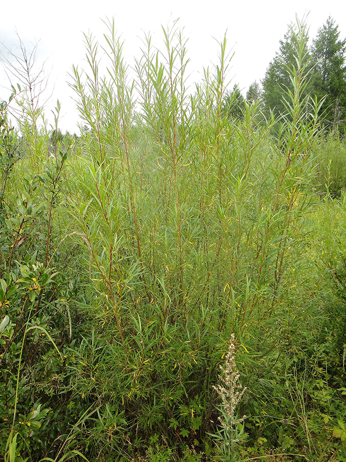 Image of Salix schwerinii specimen.