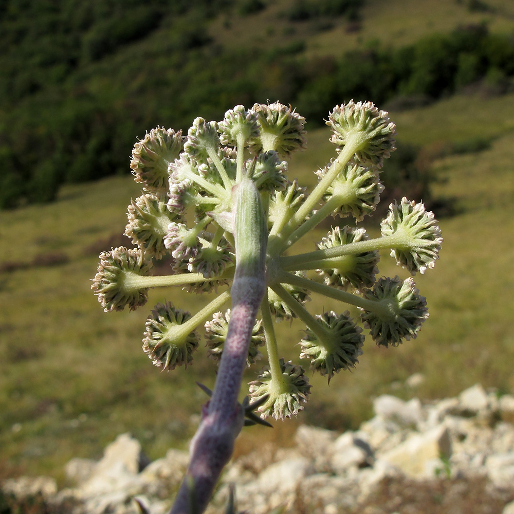 Image of genus Seseli specimen.