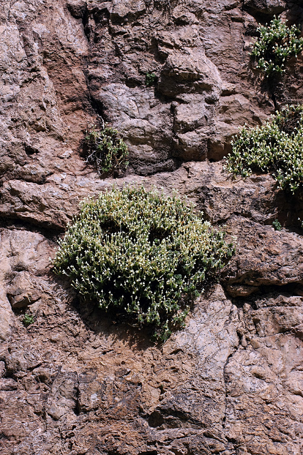 Image of Scutellaria immaculata specimen.