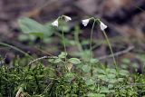 Linnaea borealis. Цветущие растения. Карельский перешеек, еловый лес между Сертолово и пос. Дранишники. 02.07.2009.