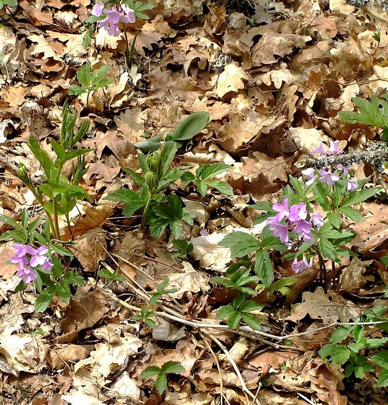 Изображение особи Cardamine quinquefolia.