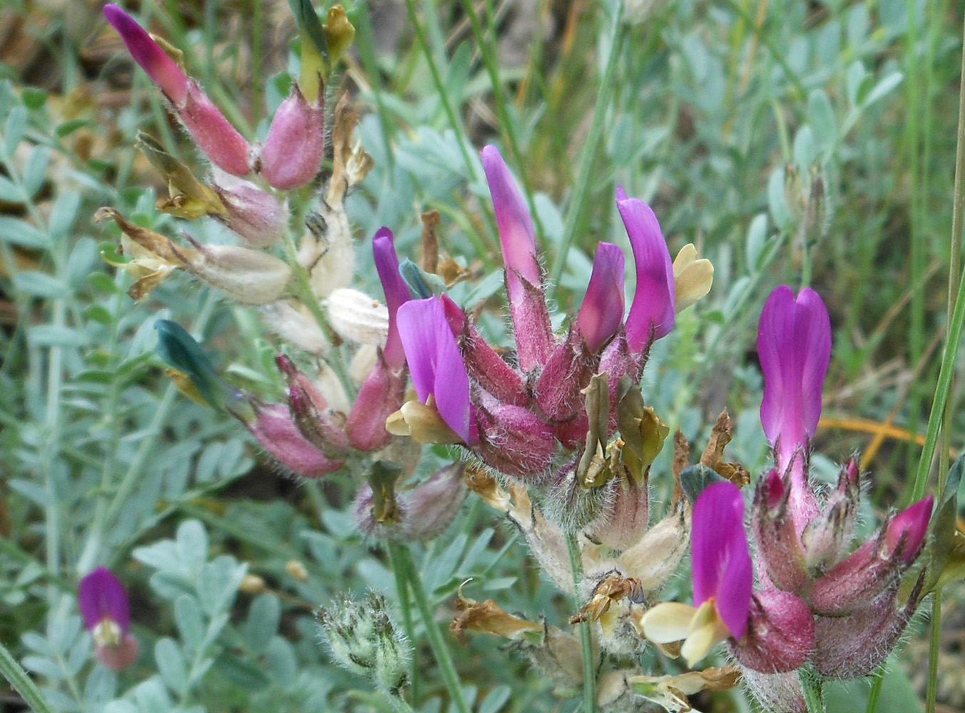 Изображение особи Astragalus vesicarius var. albidus.