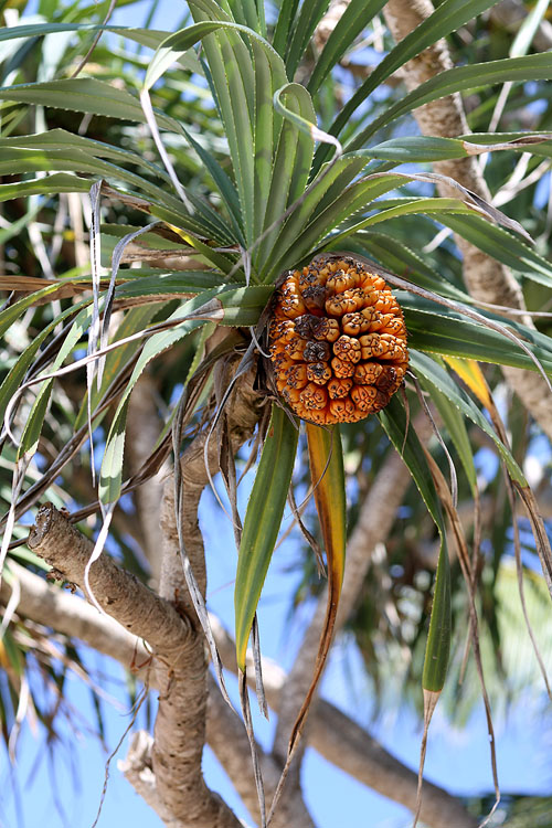 Image of Pandanus tectorius specimen.