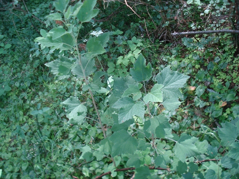 Image of Ribes spicatum specimen.