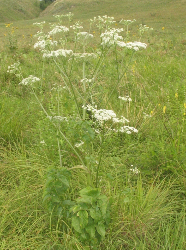 Изображение особи Ostericum palustre.