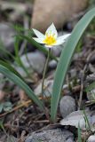Tulipa bifloriformis. Цветущее растение. Южный Казахстан, каньон реки Машат в 3 км ниже шоссе Алматы-Ташкент. 04.04.2012.