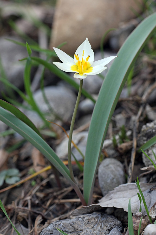 Image of Tulipa bifloriformis specimen.