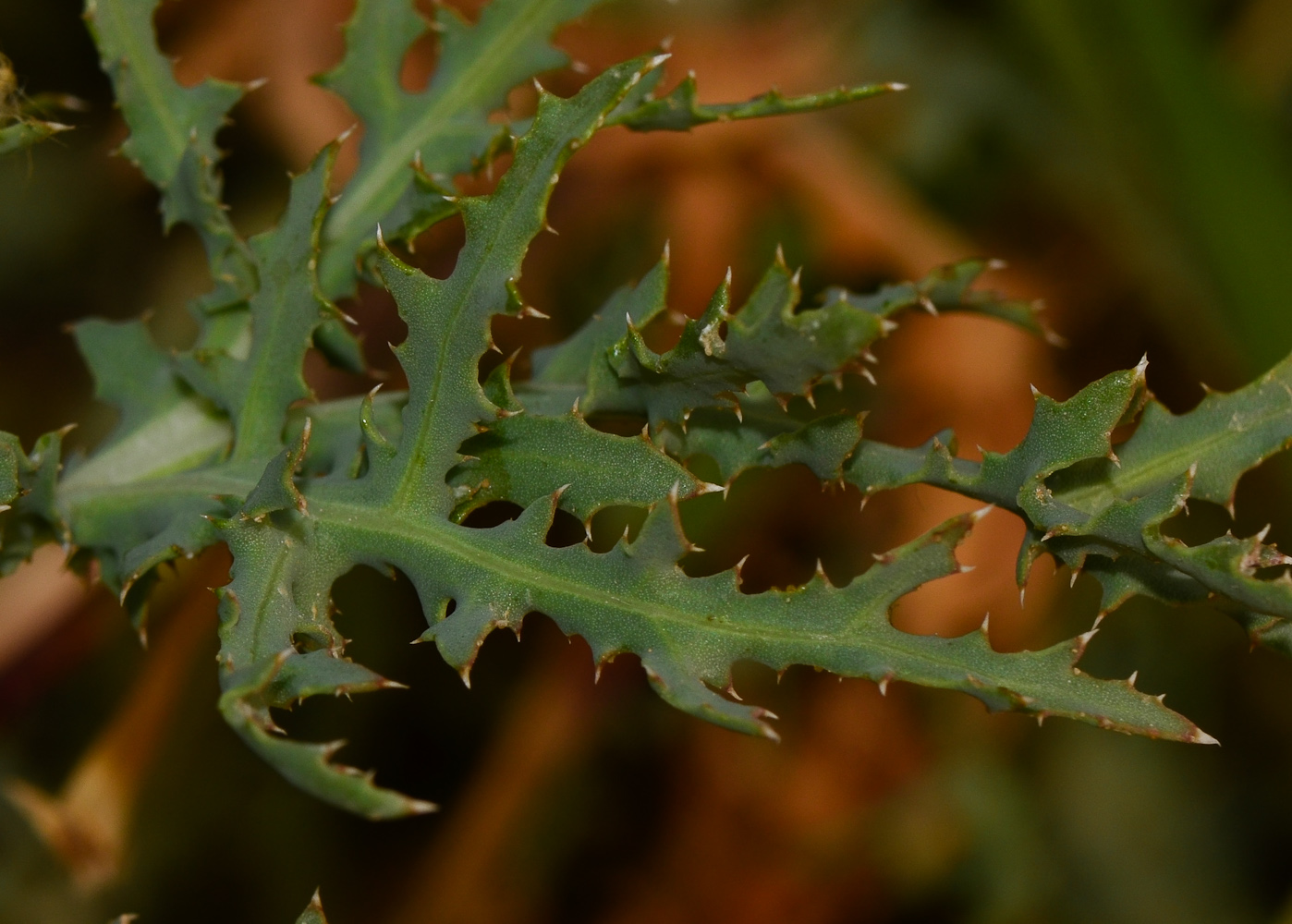 Изображение особи Launaea mucronata.