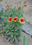 Gaillardia × grandiflora. Цветущее растение. Московская обл., г. Железнодорожный, в культуре. 17.08.2013.