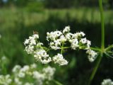 Galium mollugo