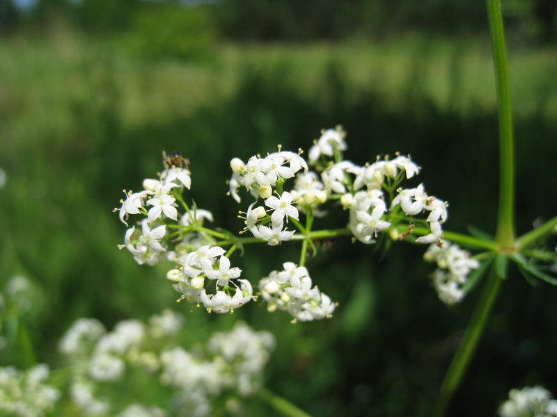 Изображение особи Galium mollugo.