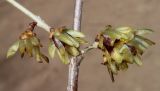 Chimonanthus praecox. Средняя часть веточки с цветками. Германия, г. Дюссельдорф, Ботанический сад университета. 13.03.2014.