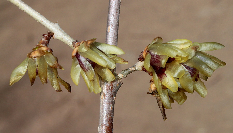 Image of Chimonanthus praecox specimen.