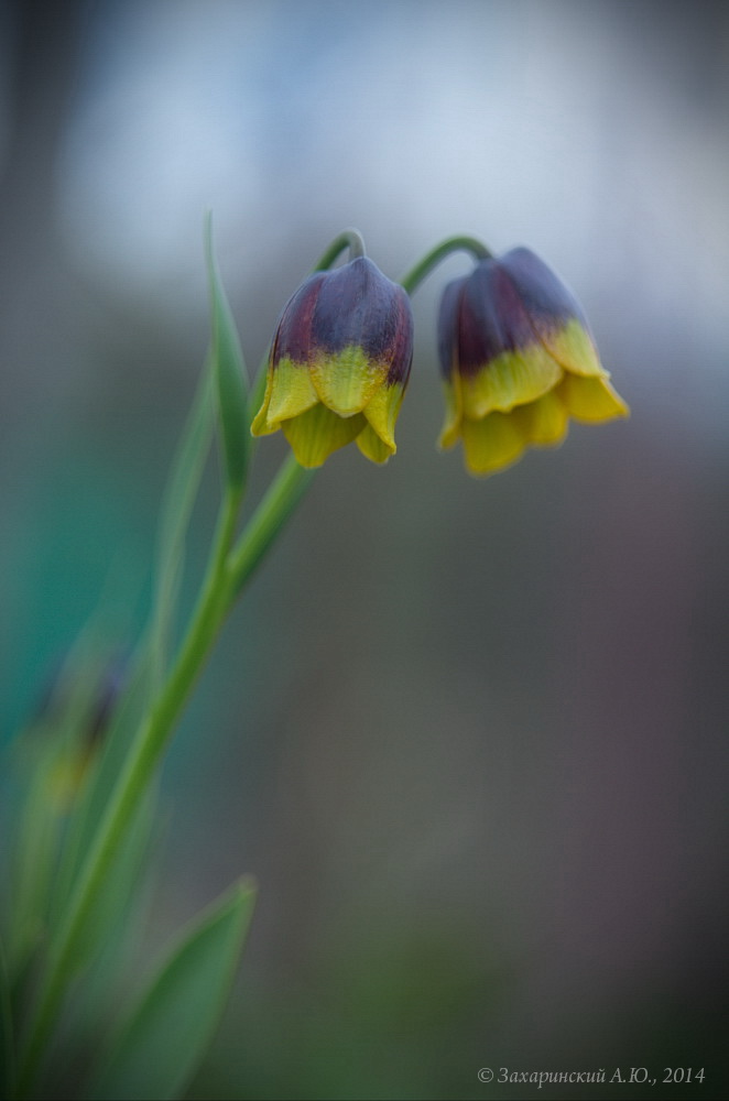 Image of Fritillaria michailovskyi specimen.