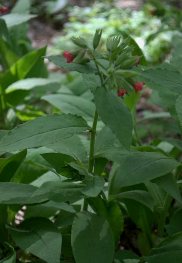Image of Pulmonaria rubra specimen.