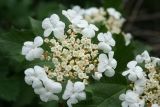 Viburnum opulus