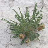 Astragalus physodes