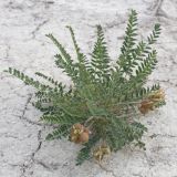 Astragalus physodes. Плрдоносящее растение.Казахстан, Атырауская обл., кряж Аккерегешин 46 км NO пос. Кульсары. 03.05.2014.