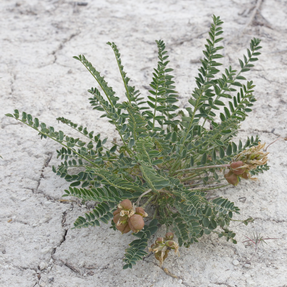 Image of Astragalus physodes specimen.