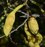 Anagyris foetida