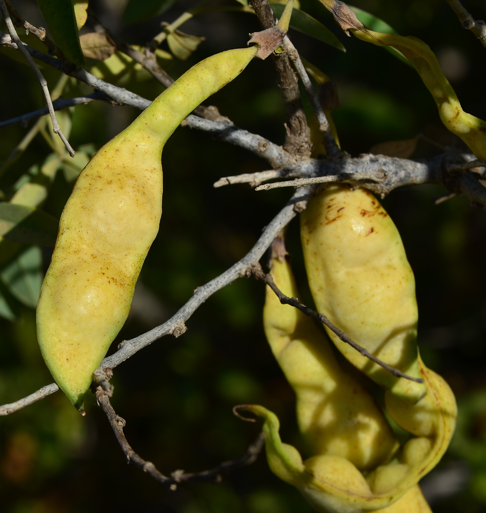 Image of Anagyris foetida specimen.