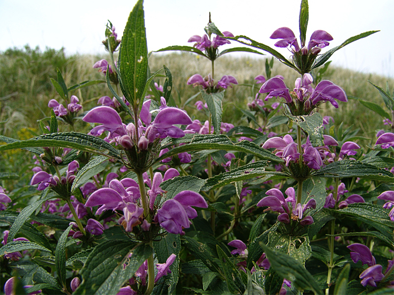 Image of Phlomis pungens specimen.