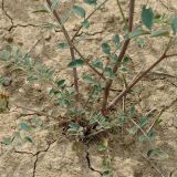 Hedysarum formosum