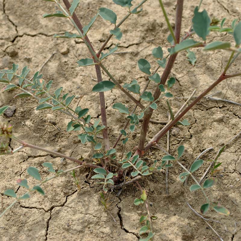 Image of Hedysarum formosum specimen.