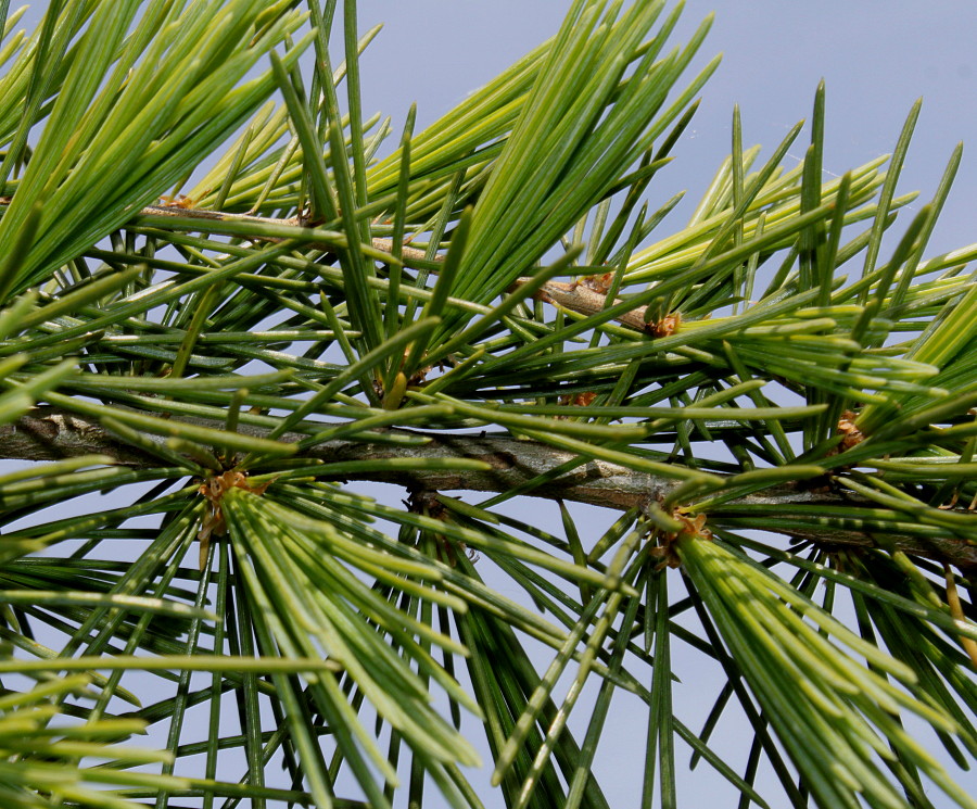 Image of Cedrus deodara specimen.