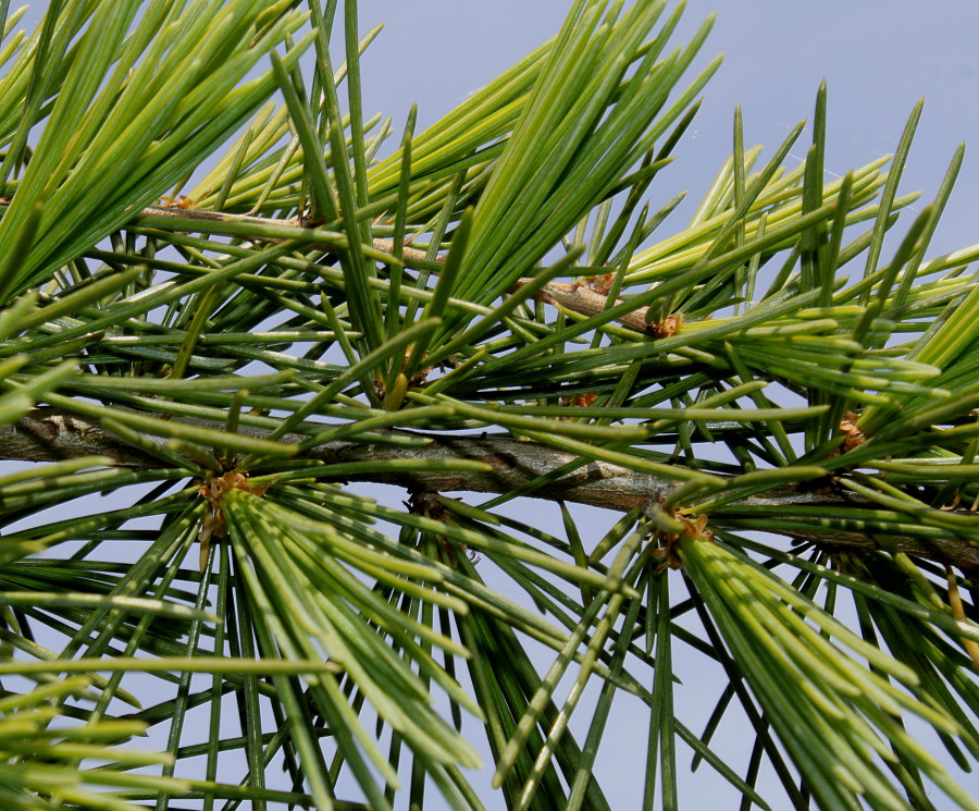 Изображение особи Cedrus deodara.