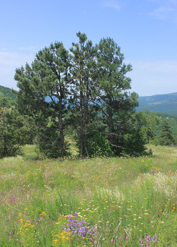 Изображение особи Pinus pallasiana.