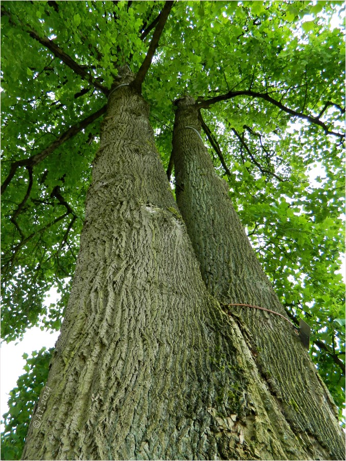 Изображение особи Liriodendron tulipifera.