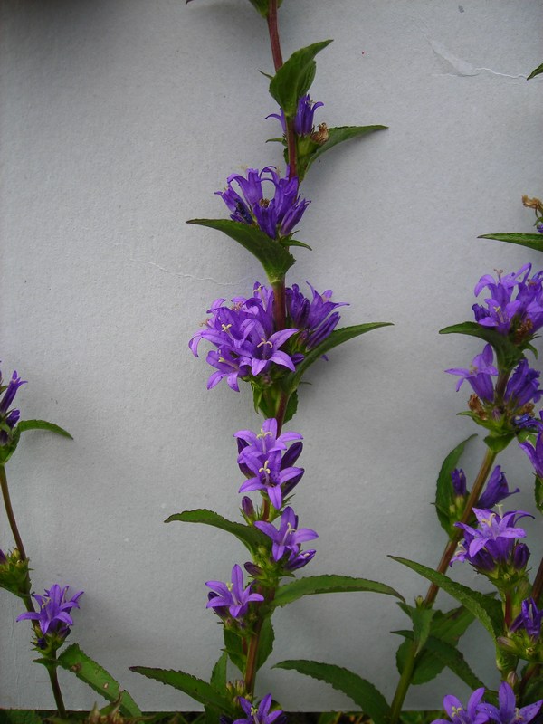 Изображение особи Campanula glomerata.