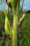 Cynoglossum officinale