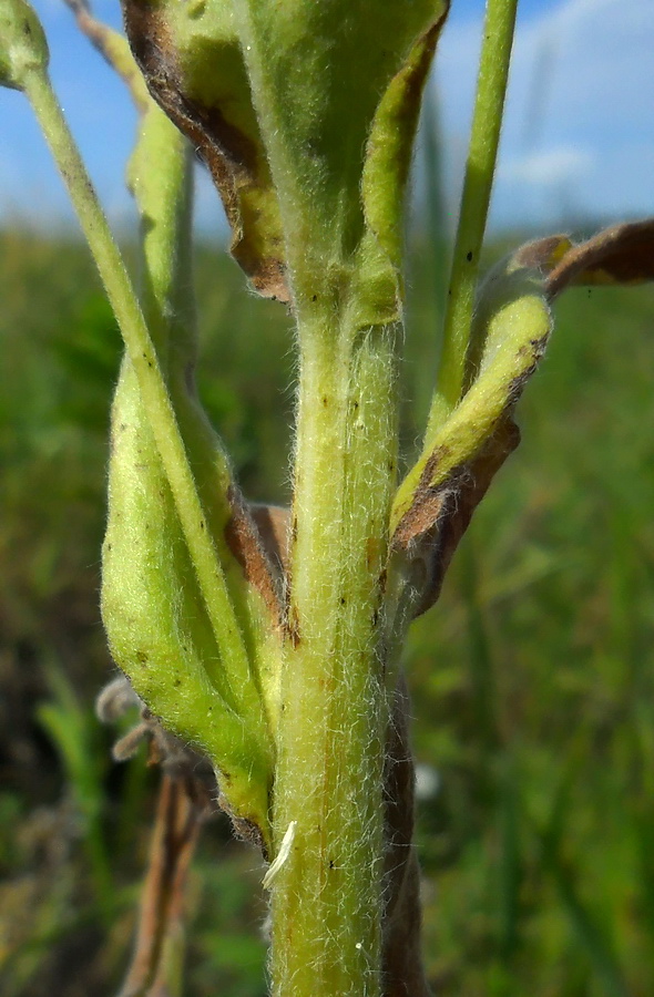 Изображение особи Cynoglossum officinale.