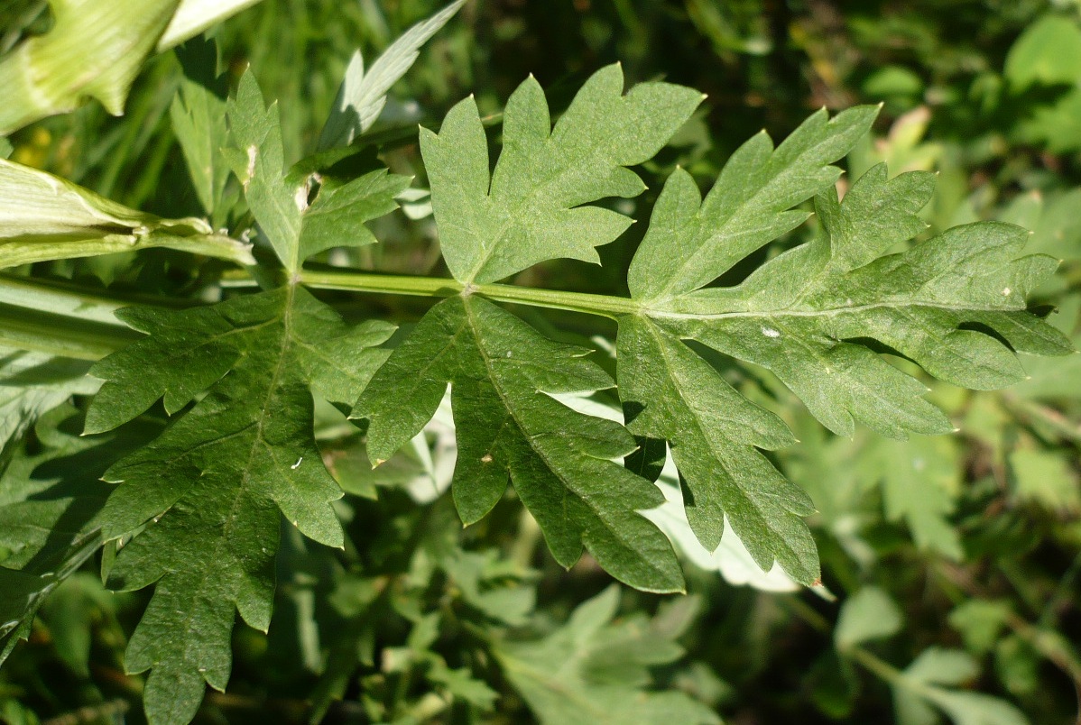 Image of Seseli libanotis specimen.