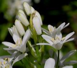 род Ornithogalum