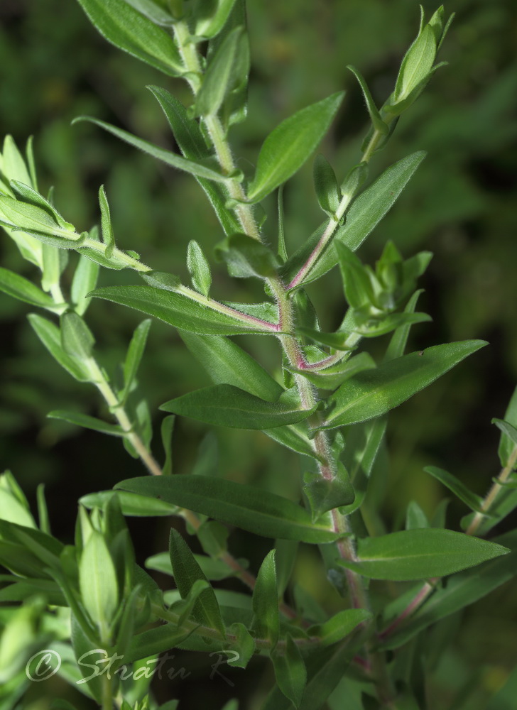 Image of Symphyotrichum novae-angliae specimen.
